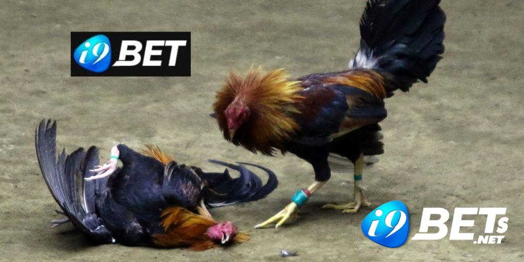 Đá gà i9bet - Mẹo đặt cược bất bại, trăm trận trăm thắng