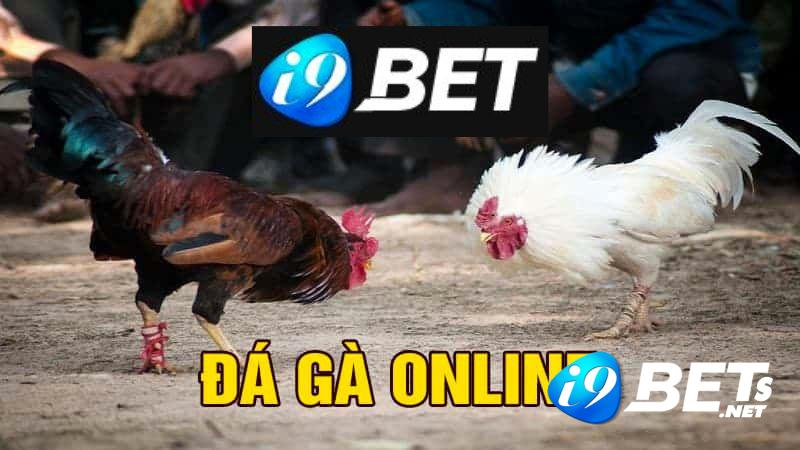 Đá gà i9bet - Mẹo đặt cược bất bại, trăm trận trăm thắng